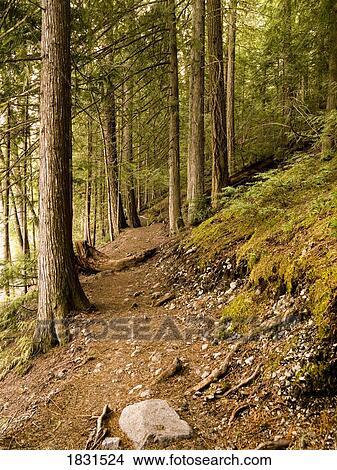 Forest trail in Whistler, British Columbia, Canada View Large Photo Image Picture - Forest trail in Whistler, British Columbia, Canada. Fotosearch