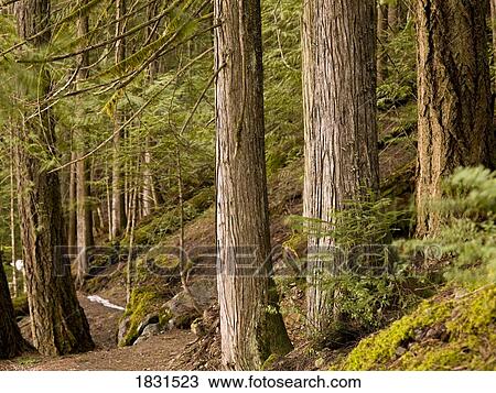 Stock Image - Forest trail in Whistler, British Columbia, Canada. Fotosearch