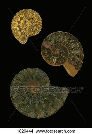 Fossilized sea and marine shells or nautilus View Large Photo Image Picture - Fossilized sea and marine shells or nautilus. Fotosearch