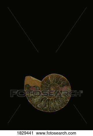 Fossilized sea and marine shells or nautilus View Large Photo Image Stock Image - Fossilized sea and marine shells or nautilus. Fotosearch