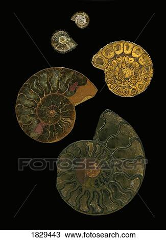 Fossilized sea and marine shells or nautilus View Large Photo Image Stock Image - Fossilized sea and marine shells or nautilus. Fotosearch