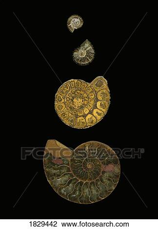 Fossilized sea shells (nautilus) View Large Photo Image Stock Image - Fossilized sea shells (nautilus). Fotosearch