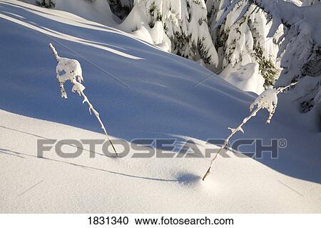 Stock Image - Fresh snowfall. Fotosearch