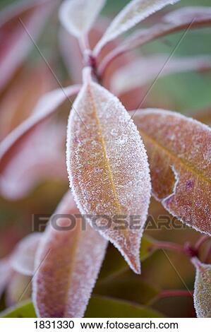 Frost covered leaves View Large Photo Image Stock Image - Frost covered leaves. Fotosearch