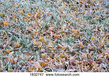 Stock Photo - Frost on Autumn leaves. Fotosearch