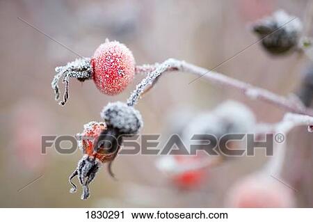 Frost on branch, close up View Large Photo Image Stock Image - Frost on branch, close up. Fotosearch