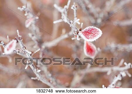 Stock Photo - Frosty branches. Fotosearch