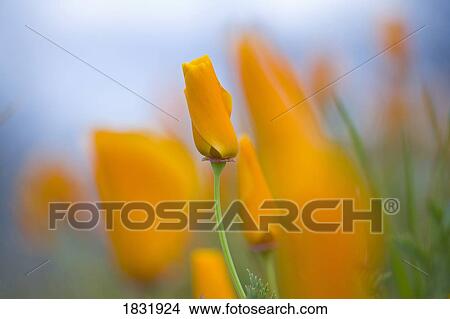 Furled poppies View Large Photo Image Picture - Furled poppies. Fotosearch