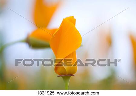 Stock Photography - Furled poppies. Fotosearch