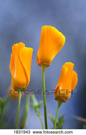 Stock Image - Furled Poppy. Fotosearch