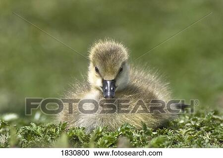 Fuzzy gosling View Large Photo Image Stock Image - Fuzzy gosling. Fotosearch