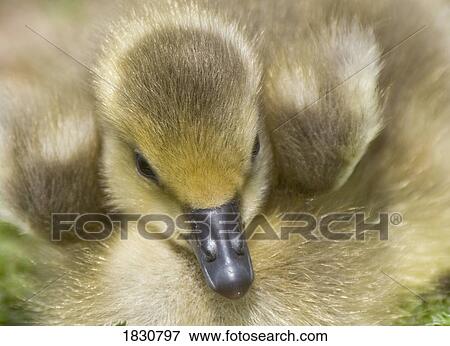 Stock Photo - Fuzzy gosling. Fotosearch