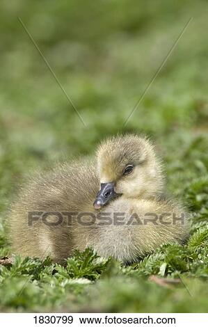 Fuzzy gosling View Large Photo Image Stock Photo - Fuzzy gosling. Fotosearch