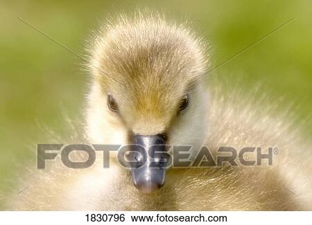 Stock Photograph - Fuzzy gosling. Fotosearch