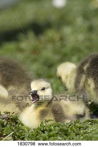 Fuzzy goslings View Large Photo Image Stock Photo - Fuzzy goslings. Fotosearch