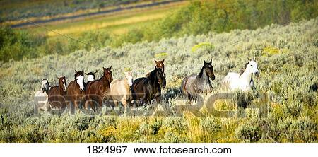 Galloping horses View Large Photo Image Stock Photo - Galloping horses. Fotosearch