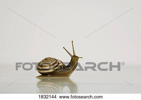 Garden Snail View Large Photo Image Picture - Garden Snail. Fotosearch