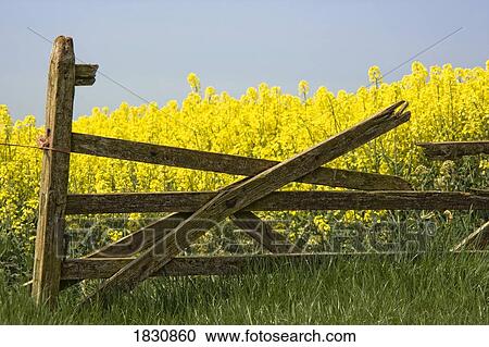 Stock Image - Gate in a rapeseed field, Yorkshire, England. Fotosearch