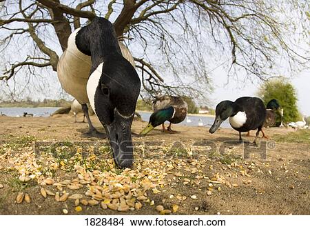Picture - Geese eating nuts on shore. Fotosearch