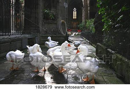 Stock Photo - Geese inside Cathedral y Las Qcas de St. Eulalia in Barcelona, Spain. Fotosearch