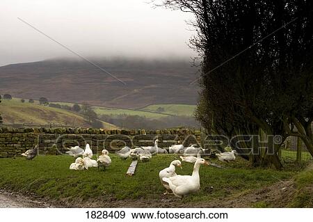 Stock Photo - Geese on grass. Fotosearch