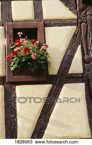 Stock Image - Geraniums in window of half-timbered house. Fotosearch