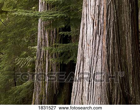 Stock Photo - Giant cedar trees. Fotosearch
