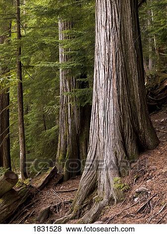 Stock Photo - Giant cedar trees. Fotosearch