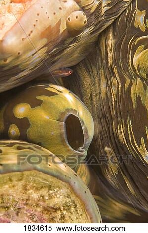 Stock Photography - Giant clam and Goby fish. Fotosearch