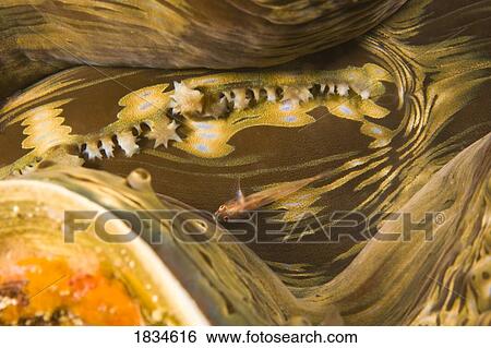 Giant clam (Tridacna squamosa) and Goby fish View Large Photo Image Stock Photograph - Giant clam (Tridacna squamosa) and Goby fish. Fotosearch
