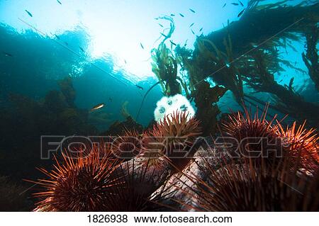 Giant red sea urchins, plumose and telia sea anemones, Vancouver Island, British Columbia, Canada View Large Photo Image Stock Photo - Giant red sea urchins, plumose and telia sea anemones, Vancouver Island, British Columbia, Canada. Fotosearch