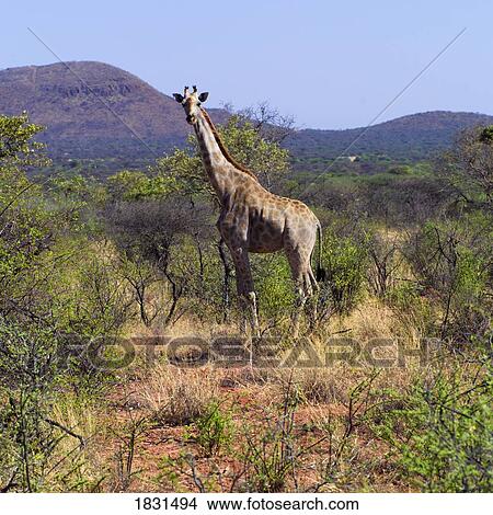 Giraffe, Namibia, Africa View Large Photo Image Picture - Giraffe, Namibia, Africa. Fotosearch