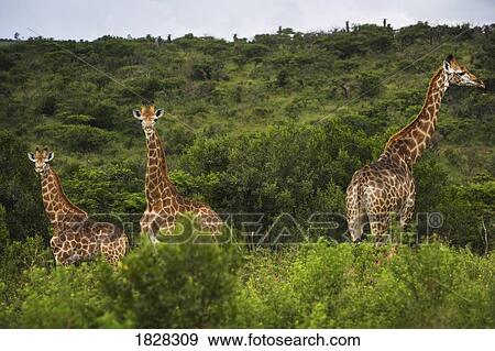 Stock Photo - Giraffes (Giraffa camelopardalis) in South Africa. Fotosearch