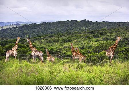 Giraffes (Giraffa camelopardalis) in South Africa View Large Photo Image Stock Photograph - Giraffes (Giraffa camelopardalis) in South Africa. Fotosearch