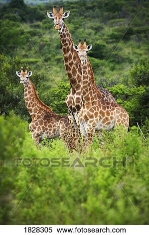 Stock Photography - Giraffes (Giraffa camelopardalis). Fotosearch