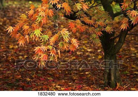 Stock Image - Golden Acer Tree. Fotosearch