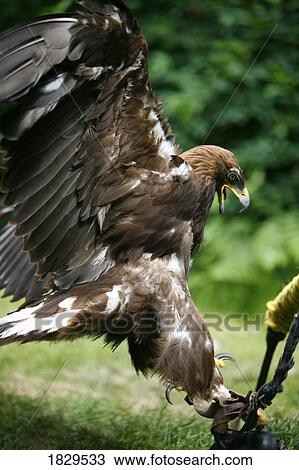 Stock Image - Golden eagle (Aquila chrysaetos). Fotosearch