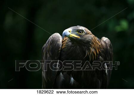 Golden eagle (Aquila chrysaetos) View Large Photo Image Stock Image - Golden eagle (Aquila chrysaetos). Fotosearch
