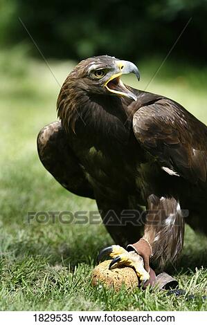 Golden eagle View Large Photo Image Stock Photography - Golden eagle. Fotosearch