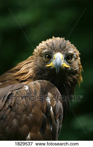Golden eagle's face (Aquila Chrysaetos) View Large Photo Image Stock Photo - Golden eagle's face (Aquila Chrysaetos). Fotosearch