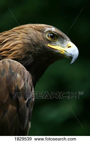 Stock Photo - Golden eagle's face (Aquila Chrysaetos). Fotosearch