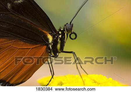 Golden Helicon on flower View Large Photo Image Picture - Golden Helicon on flower. Fotosearch