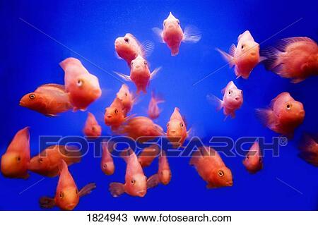 Goldfish View Large Photo Image Stock Image - Goldfish. Fotosearch