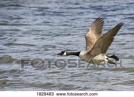 Stock Image - Goose flying over water. Fotosearch