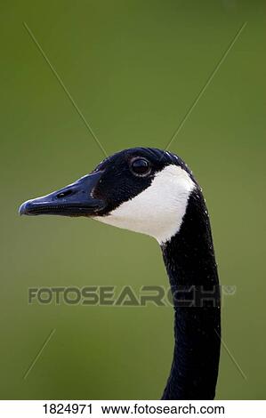 Stock Image - Goose head. Fotosearch