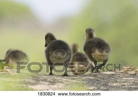 Picture - Goslings. Fotosearch