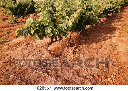 Stock Photo - Grape Vines. Fotosearch