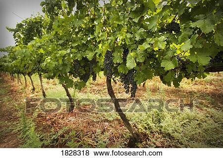 Grapes on a vine View Large Photo Image Stock Photo - Grapes on a vine. Fotosearch