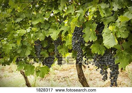 Stock Photo - Grapes on vine. Fotosearch