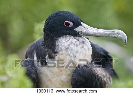 Great Frigatebird View Large Photo Image Stock Image - Great Frigatebird. Fotosearch